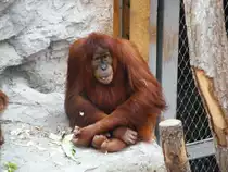 Ein Orang Utan im Gelsenkirchener Zoo am 2. Mai 2010. Orang Utans sind die �ltesten, vermutlich seit 15 Millionen Jahren existierenden Menschenaffen, allerdings ist ihr Bestand in der Wildbahn trotz Schutzma�nahmen bedroht. 
