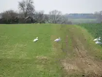 Schw�ne auf dem Weg zum Futterplatz