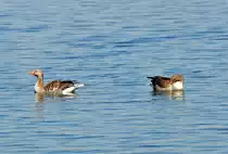 Graug�nse auf dem Z�lpicher See - 17.04.2010