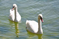 Schwne auf dem Zlpicher See 17.04.2010