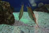 Optische Tuschung oder zwei Schnepfenfische (Macroramphosus scolopax) am 9.2.2010 im Vivarium Karlsruhe.