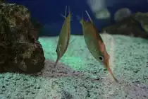 Optische T�uschung oder zwei Schnepfenfische (Macroramphosus scolopax) am 9.2.2010 im Vivarium Karlsruhe.