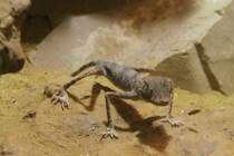 Spinnengecko (Agamura persica) am 9.2.2010 im Vivarium Karlsruhe. Dieser hochbeinige Geselle kommt aus Afghanistan und dem Iran.