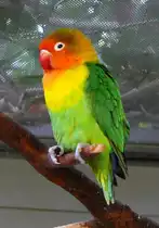 Pfirsichk�pfchen (Agapornis fischeri) am 12.06.2009 in Wilhelma/Stuttgart