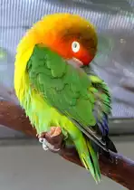 Pfirsichk�pfchen (Agapornis fischeri) am 12.06.2009 in Wilhelma/Stuttgart