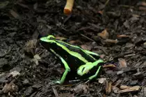 Gr�ner Riesengiftfrosch oder auch Dreistreifen Blattsteiger (Ameerega trivittata) am 9.2.201 im Vivarium Karlsruhe.