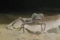 Spinnengecko (Agamura persica) am 9.2.2010 im Vivarium Karlsruhe.