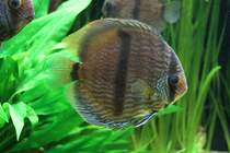 Heckel-Diskus (Symphysodon discus), ein aus den ruhigen Nebenflssen des Amazonas stammender Diskusfisch. Vivarium Karlsruhe am 9.2.2010.