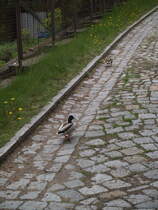 In Ferch/Havel geht ein Wildentenprchen auf Futtersuche ...
