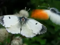 Aurorafalter(Anthocharis cardamines) P�rchen kurz vor, bzw. w�hrend der Begattung, (das Weibchen hebt und �ffnet ihren Hinterleib in Sekundenbruchteilen w�hrend das M�nnchen wie wild um sie kreist und den K�rperkontakt herstellen will);100510