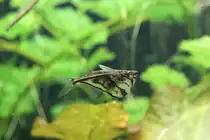 Marmorierte Beilbauchfisch (Carnegiella strigata) am 9.2.2010 im Vivarium Karlsruhe.