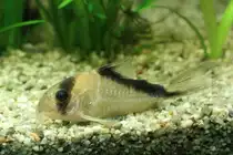 Sands´ Panzerwels (Cordoras davidsandsi) am 9.2.2010 im Vivarium Karlsruhe.