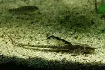 Langflossenst�rwels (Sturisoma festivum) am 9.2.2010 im Vivarium Karlsruhe.