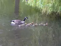 Mama oder Papa Kanadagans (Branta canadensis) unternimmt mit ihren/seinen neun K�ken eine kleine Wasserwanderung; Rantzau bei Barmstedt (Kreis Pinneberg), 10.05.2010

