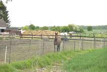 Braunes Pferd, auf einen Gnadenhof, am 10.05.2010.