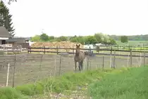 Braunes Pferd, auf einen Gnadenhof, am 10.05.2010.