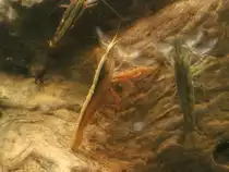 Molukken-F�chergarnele (Atyopsis moluccensis) am 9.2.2010 im Vivarium Karlsruhe.