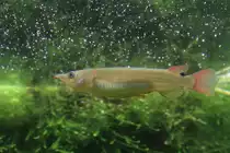 Celebes Halbschn�bler (Nomorhamphus liemi liemi) am 9.2.2010 im Vivarium Karlsruhe.