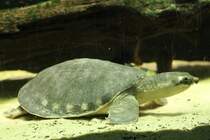 Papua-Weichschildkrte (Carettochelys insculpta) am 9.2.2010 im Vivarium Karlsruhe.