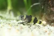 Goldringelgrundel (Brachygobius xanthozona) am 9.2.2010 im Vivarium Karlsruhe.
