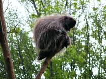Ein Baumstachler im Gelsenkirchener Zoo am 2. Mai 2010.

Die Baumstachler - auch Ursons genannt - haben ca. 30.000 dicke 8 Zentimeter lange Stacheln, die mit kleinen Widerhaken versehen sind. Bei der Verteidigung bohren sich die Stacheln in die Muskulatur des Angreifers und bleiben dort stecken. Mit jeder Bewegung dringen sie immer tiefer ein. So kann der Stachel pro Tag zwei bis drei Zentimeter weiter in den Krper eindringen und sogar den Krper durchwandern.

Baumstachler gehren zu den Nagetieren und ihre Zhne und Kiefer sind so krftig, dass sie sogar Glas durchnagen knnen. Die Ursons sind zudem geschickte Kletterer. Dies hilft ihnen bei der Nahrungssuche, da sie sich von von Blttern, Rinde und anderen Pflanzenteilen ernhren. Baumstachler sind nachtaktive Tiere und wechseln jede Nacht den Ort. Sie bewegen sich aber auch manchmal tagsber am Boden fort.

