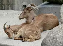 M�hnenschaaf am 12.06.2009 in Wilhelma/Stuttgart