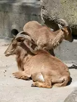 M�hnenschaaf am 12.06.2009 in Wilhelma/Stuttgart