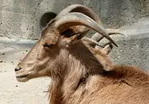 M�hnenschaaf am 12.06.2009 in Wilhelma/Stuttgart