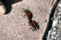 K�fer im  Sexualrausch zusammengeklebt . 26.04.2010