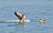 Graugans bei der perfekten Landung im Z�lpicher See - 17.04.2010