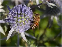 Eine Biene durchsucht die Bl�ten einer Kugeldistel. 15.07.2005