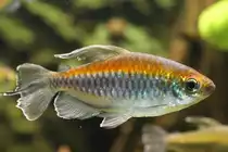 M�nnlicher Blauer Kongosalmler (Phenacogrammus interruptus) am 9.2.2010 im Vivarium Karlsruhe.