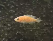 Schneckenbuntbarsch (Neolamprologus multifasciatus) am 9.2.2010 im Vivarium Karlsruhe.