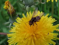 Emsig schwirrt die Biene von einer zur anderen L�wenzahnbl�te;100513  