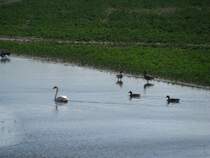 Wasservgel an ein em kleinen Soll
