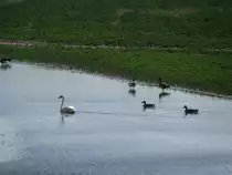 Wasserv�gel an ein em kleinen Soll