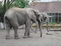 Zwei Elefanten im Duisburger Zoo am 13.05.10.