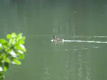 Ente auf dem Ploggensee (Grevesm�hlen)