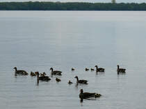 Auch eine groe Familie Graugnse/Wildgnse (Anser anser) unternimmt trotz des unfreundlichen Wetters einen Ausflug am Himmelfahrtstag; Schaalsee, 13.05.2010