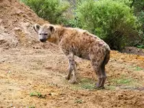 Eine T�pfel-Hy�ne im Gelsenkirchener Zoo am 2. Mai 2010.