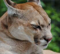 Super Foto 
Raubtierpark Subingen CH