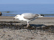Dieses Foto erweckt den Eindruck, als wre die Muschel eine harte Nuss fr die Mwe, doch das Aufnehmen vom Boden und Hinunterschlucken geschah (lt. Kamera) binnen einer Sekunde. (Strand in Boltenhagen, September 2009)
