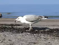 Dieses Foto erweckt den Eindruck, als w�re die Muschel eine harte Nuss f�r die M�we, doch das Aufnehmen vom Boden und Hinunterschlucken geschah (lt. Kamera) binnen einer Sekunde. (Strand in Boltenhagen, September 2009)

