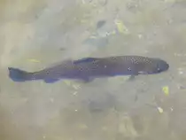 Das Wasser der P�ttlach ist zwar nicht so klar, wie man meint, dass es Forellen (Salmo trutta) brauchen, aber diese Regenbogenforelle(Oncorhynchus mykiss, fr�her: Salmo gairdneri) war nicht das einzige Exemplar im Bach; Pottenstein (Fr�nkische Schweiz), 02.04.2010

