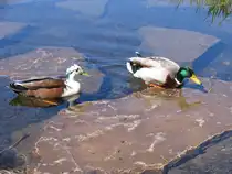 Jaaa, jaaa, Du schaffst es! - eine Stockente (Anas) beim Erklimmen einer Steinplatte zwecks beabsichtigtem Landgang; Winsen an der Luhe; 05.05.2010
