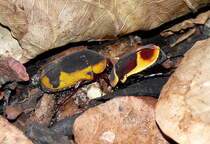 Rosenkfer am 13.06.2009 in Wilhelma/Stuttgart