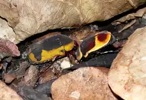 Rosenk�fer am 13.06.2009 in Wilhelma/Stuttgart