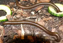 Tausendf�ssler am 13.06.2009 in Wilhelma/Stuttgart