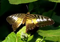 Segler am 13.06.2009 in Wilhelma/Stuttgart