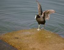  Das Wasser ist noch ein wenig kalt, findet auch dieses Teichhuhn und kommt schnell wieder heraus.
(16.04.2010)